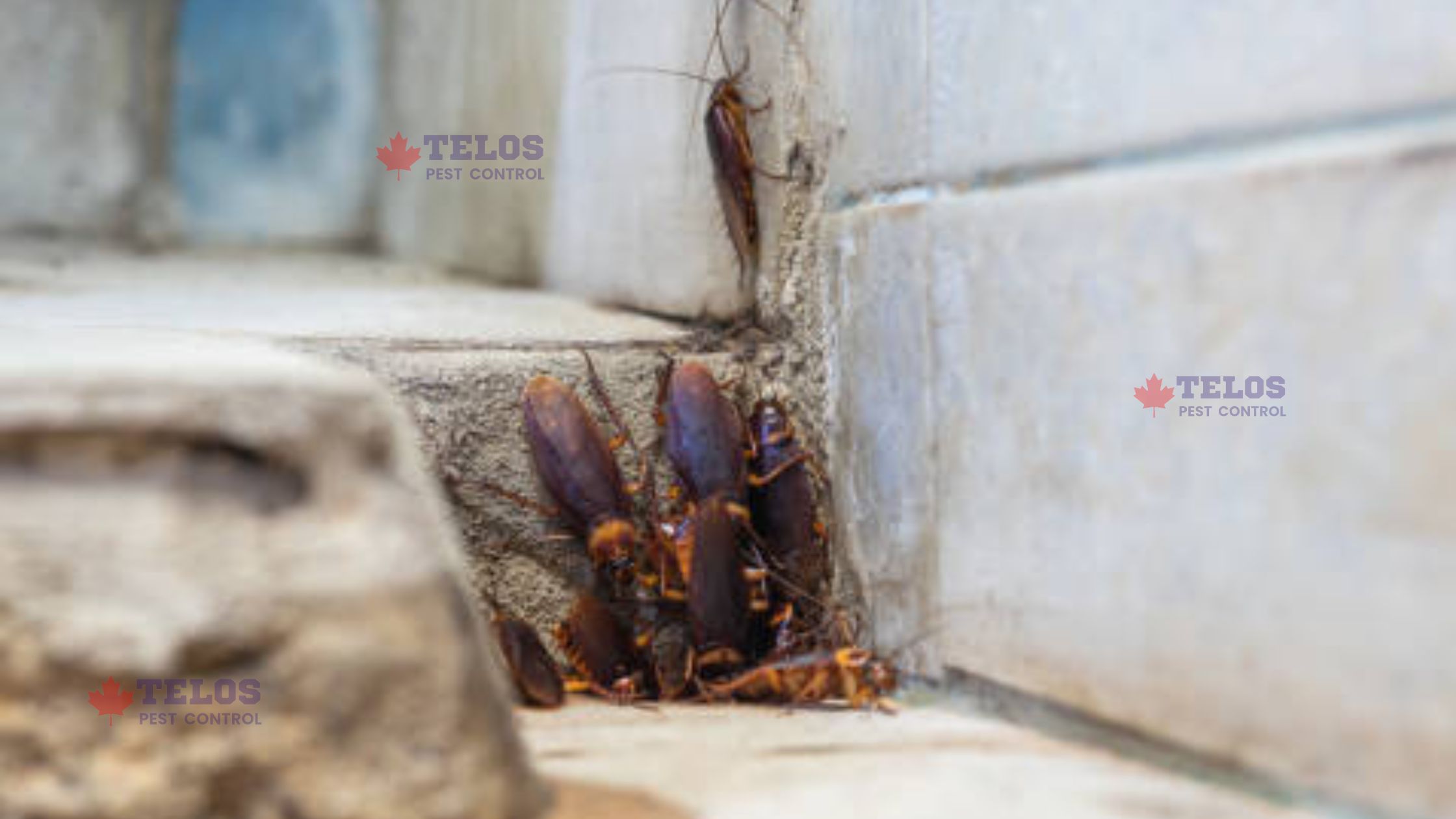 Cockroach control services in Toronto
