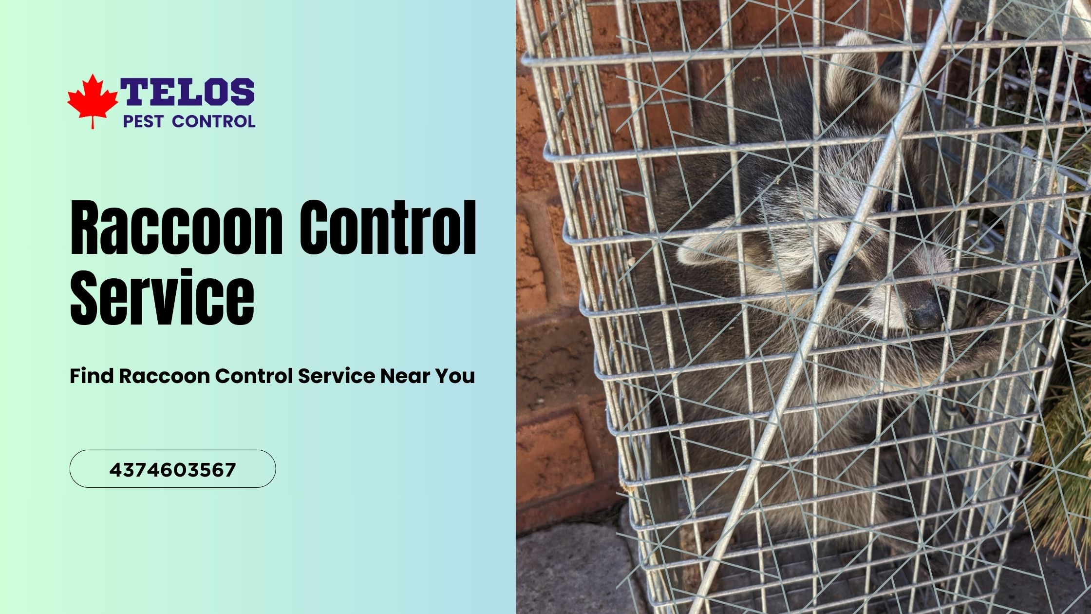 How to Find Raccoon Control Service in Toronto