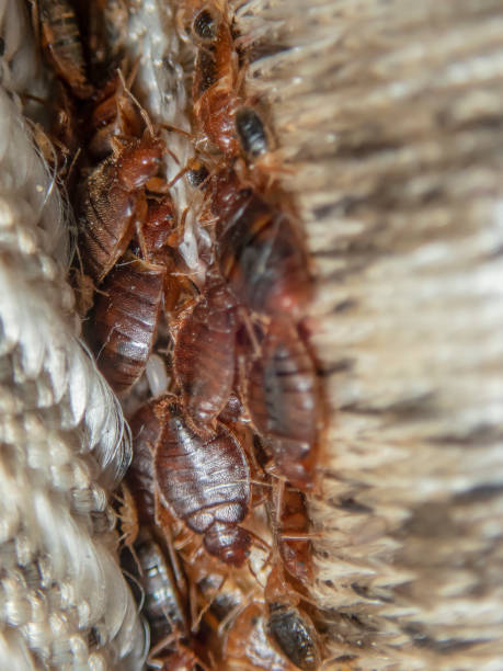 How Find the Best Bed Bug Control Service in Toronto?