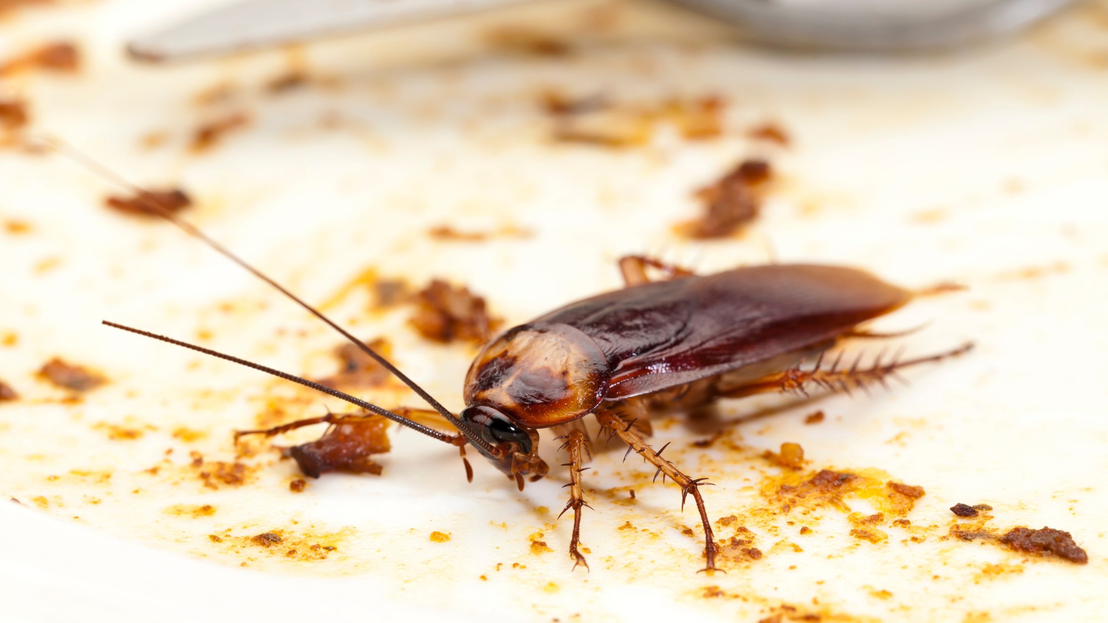 How to Control Small Cockroaches in the Kitchen