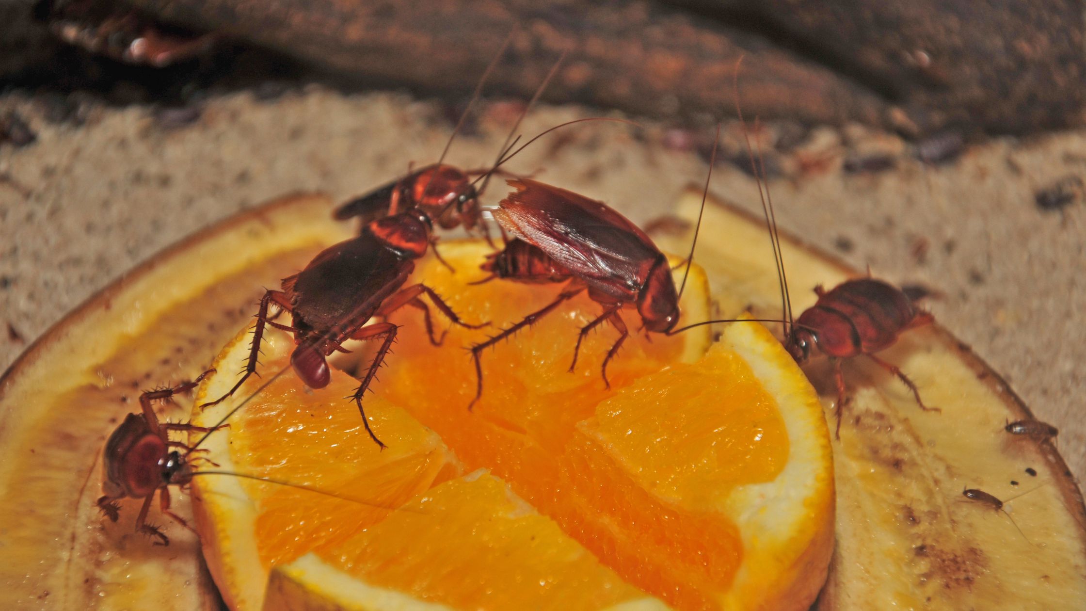 How to Control Small Cockroaches in the Kitchen