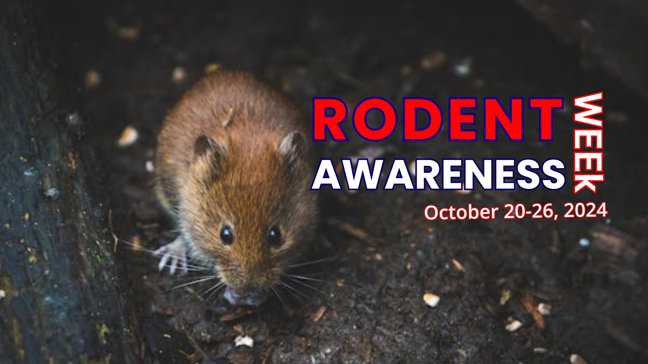 Rodent Awareness Week 2024<br />
Protecting Your Home with the Best Pest Control Service in Toronto<br />
