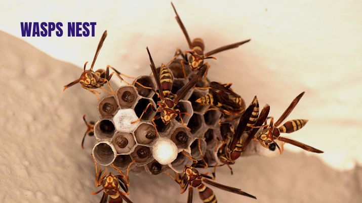 How to get rid of wasp?
How to Safely Remove a Wasp Nest
Learn effective and safe ways to get rid of wasps in Toronto. Expert tips, prevention strategies, and solutions to keep your property wasp-free. 