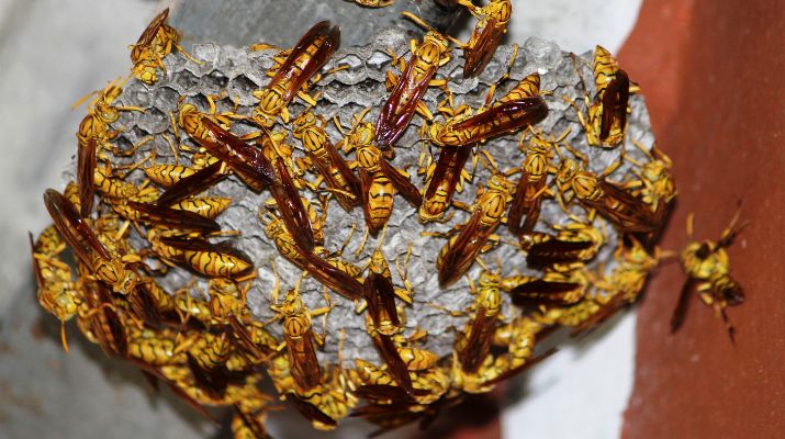 Wasp control service in Toronto
How to Safely Remove a Wasp Nest
If you have identified a wasp nest on your property, it is very important to handle it carefully. If removed incorrectly, the wasps can become aggressive and have the potential to bite.
