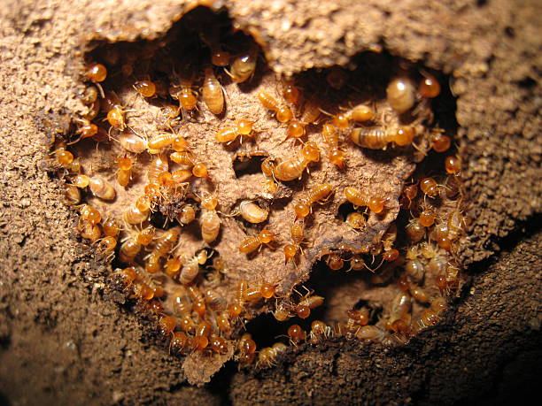 How to Get Rid of Termites in Toronto How to Get Rid of Termites in Toronto