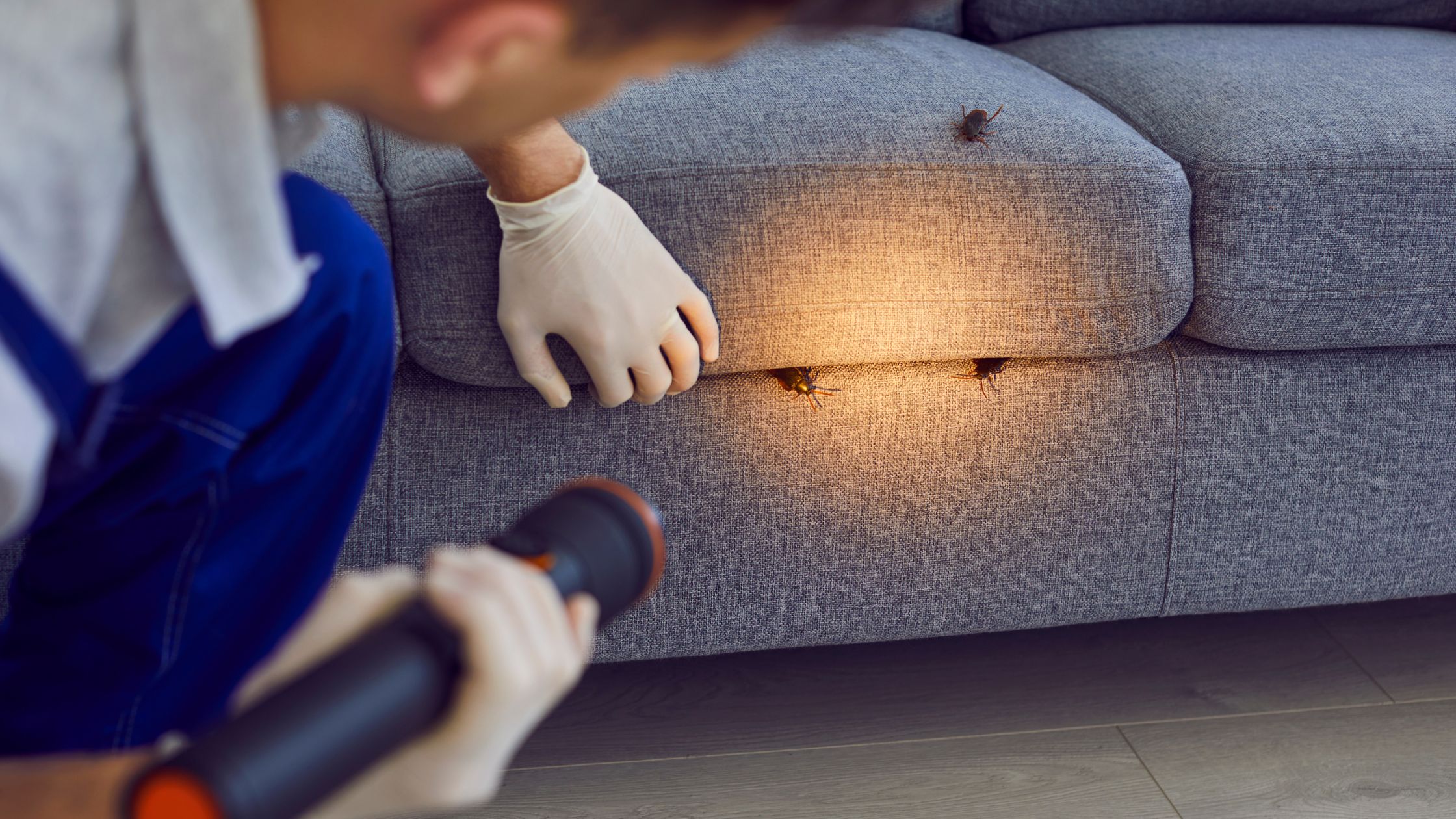 Best Bed Bug Exterminator in Toronto! Best Bed Bug Exterminator in Toronto!