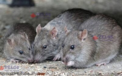 The Importance of Professional Rodent Control Services Near You.
