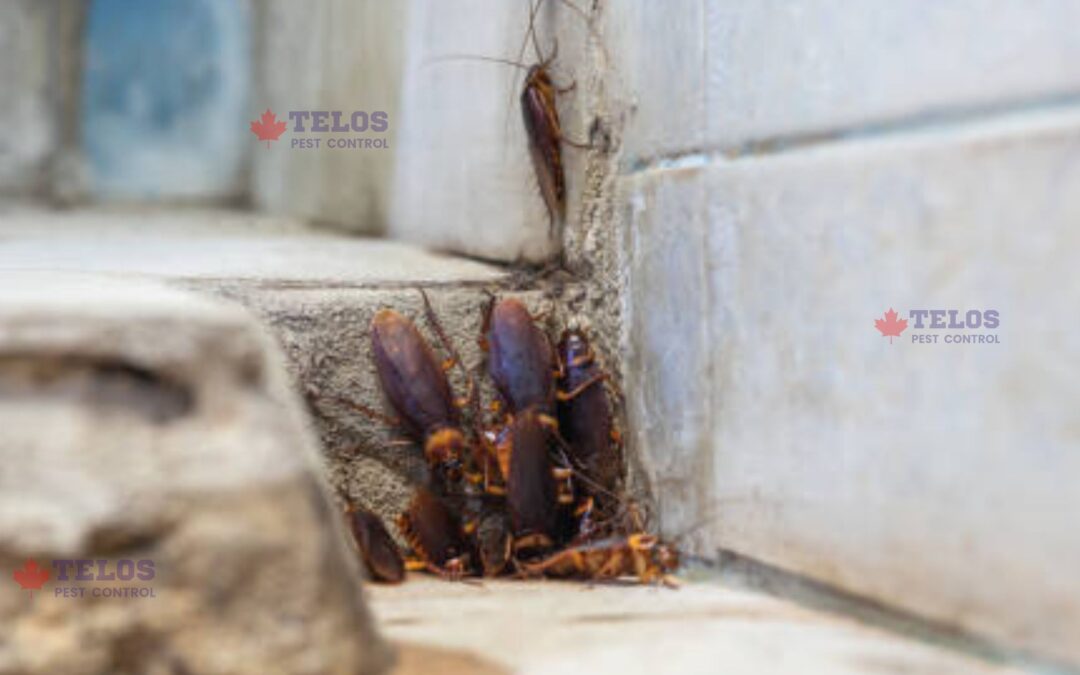 Why do you need Cockroach control services in Toronto?