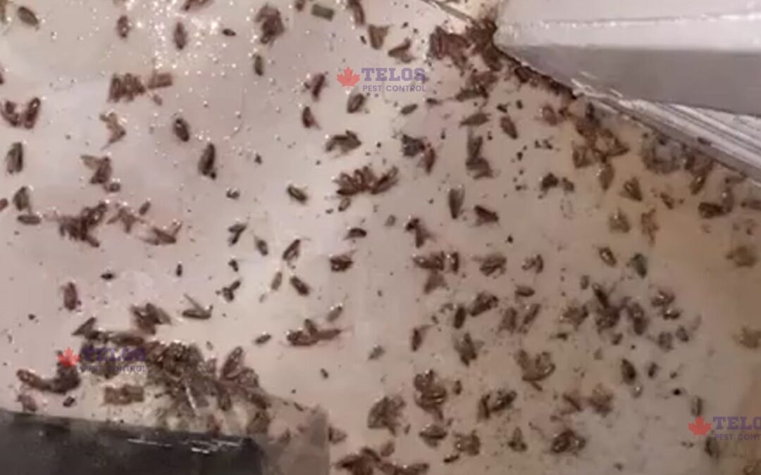 Cockroach Exterminator blogs on telos pest control