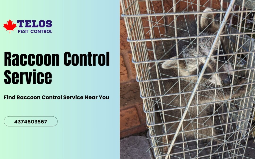 How to Find Raccoon Control Service in Toronto?