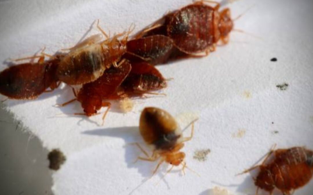 How to Get Rid of Bed Bugs?