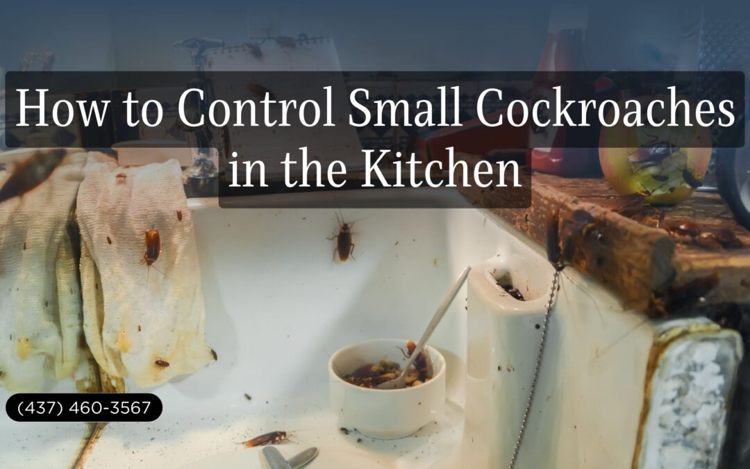 How to Control Small Cockroaches in the Kitchen?