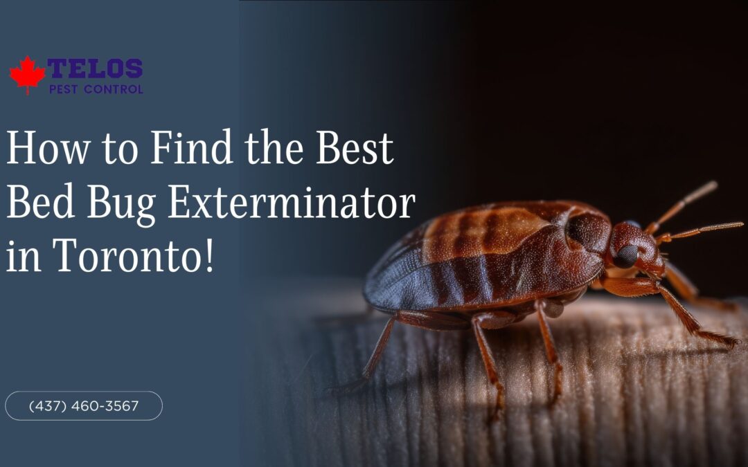 How to Find the Best Bed Bug Exterminator in Toronto!