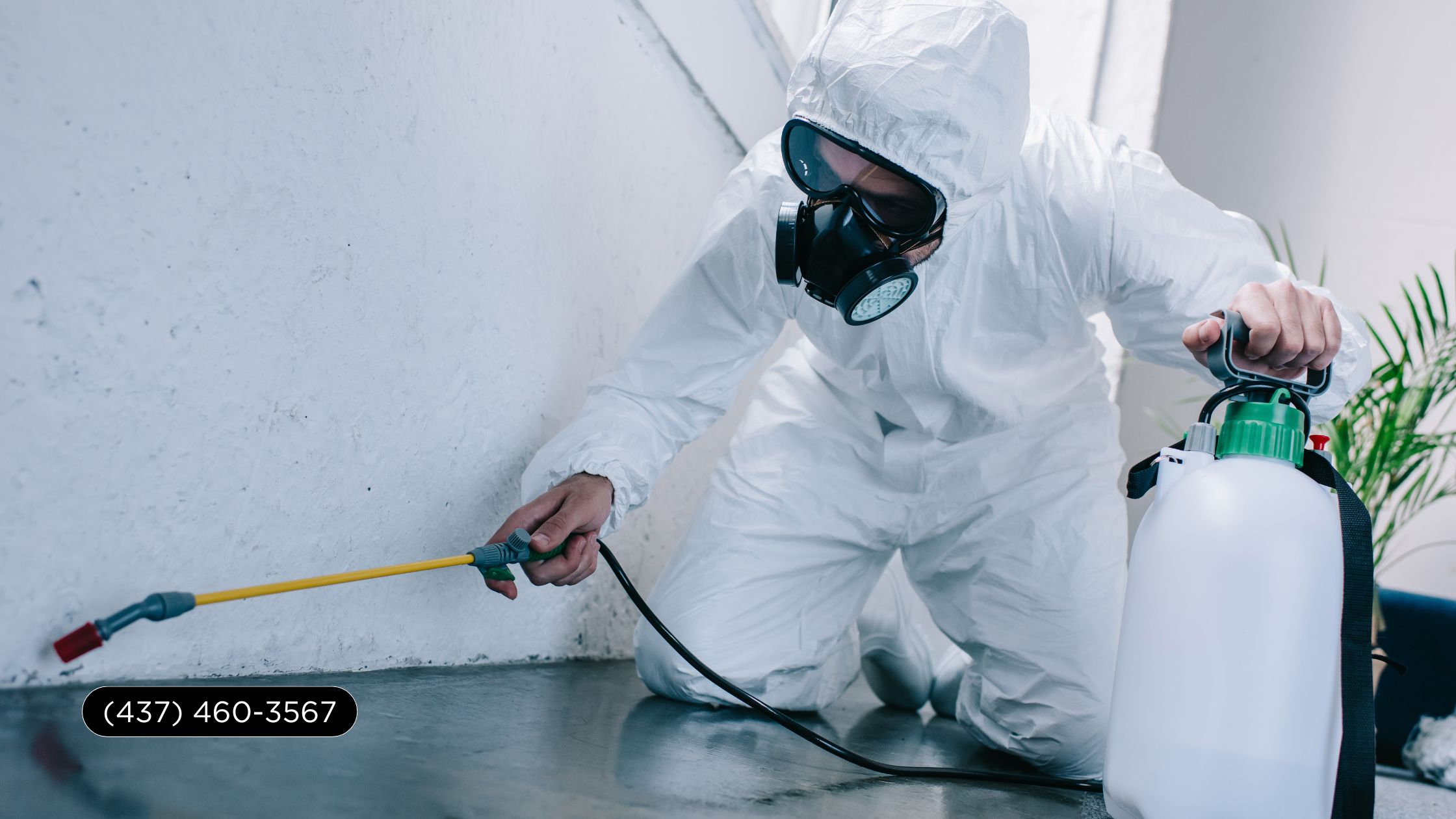 How to Choose an Extermination Service in Toronto