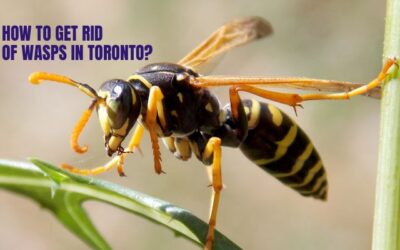 How to Get Rid of Wasps in Toronto?