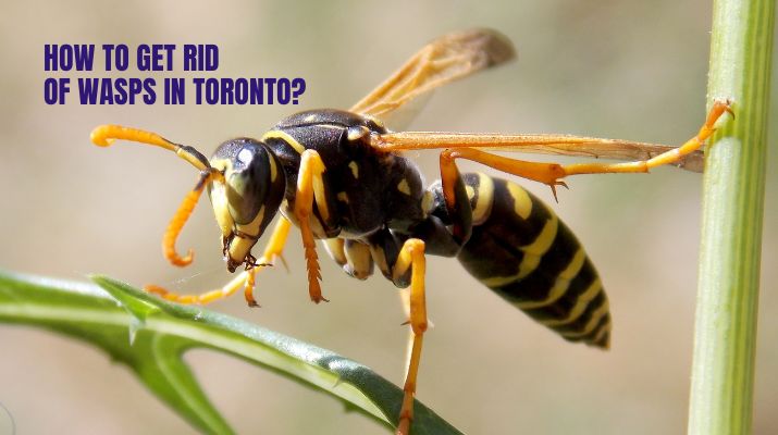 How to Get Rid of Wasps in Toronto?