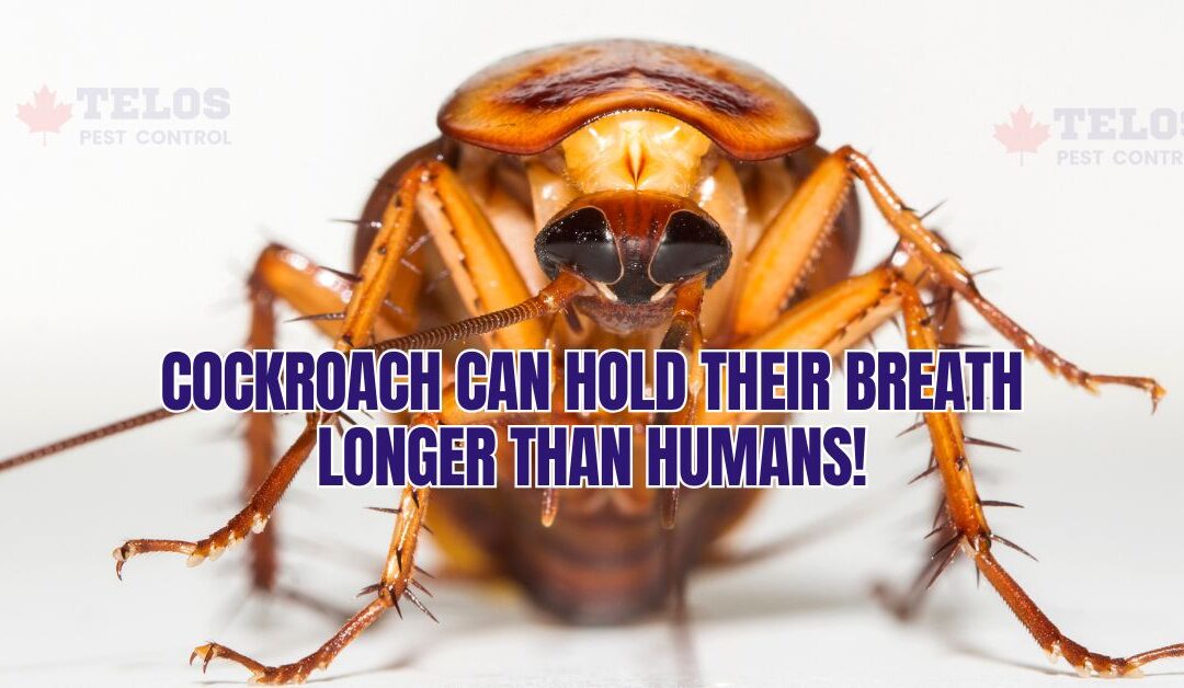 Cockroaches Can Hold Their Breath Longer Than Humans