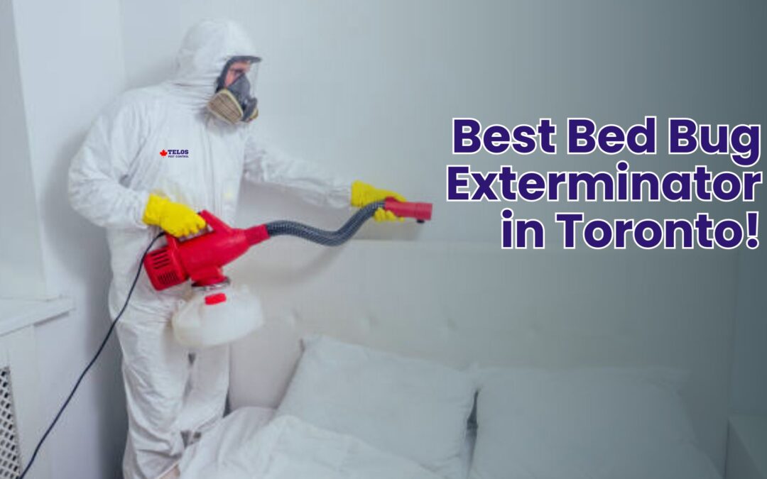 Best Bed Bug Exterminator in Toronto!