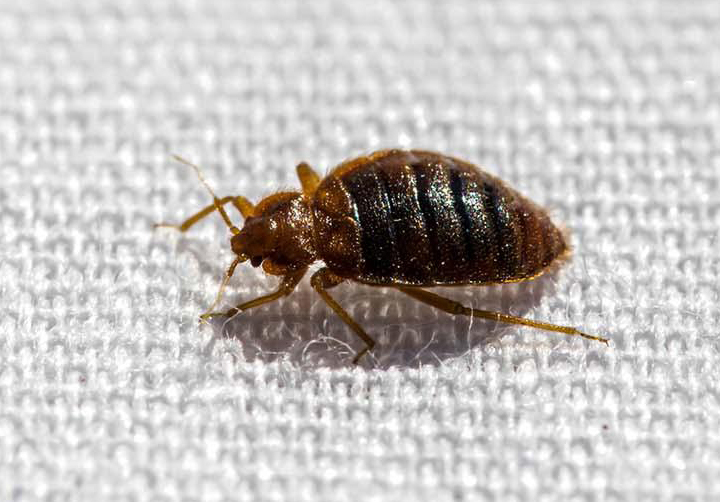 Bed Bug