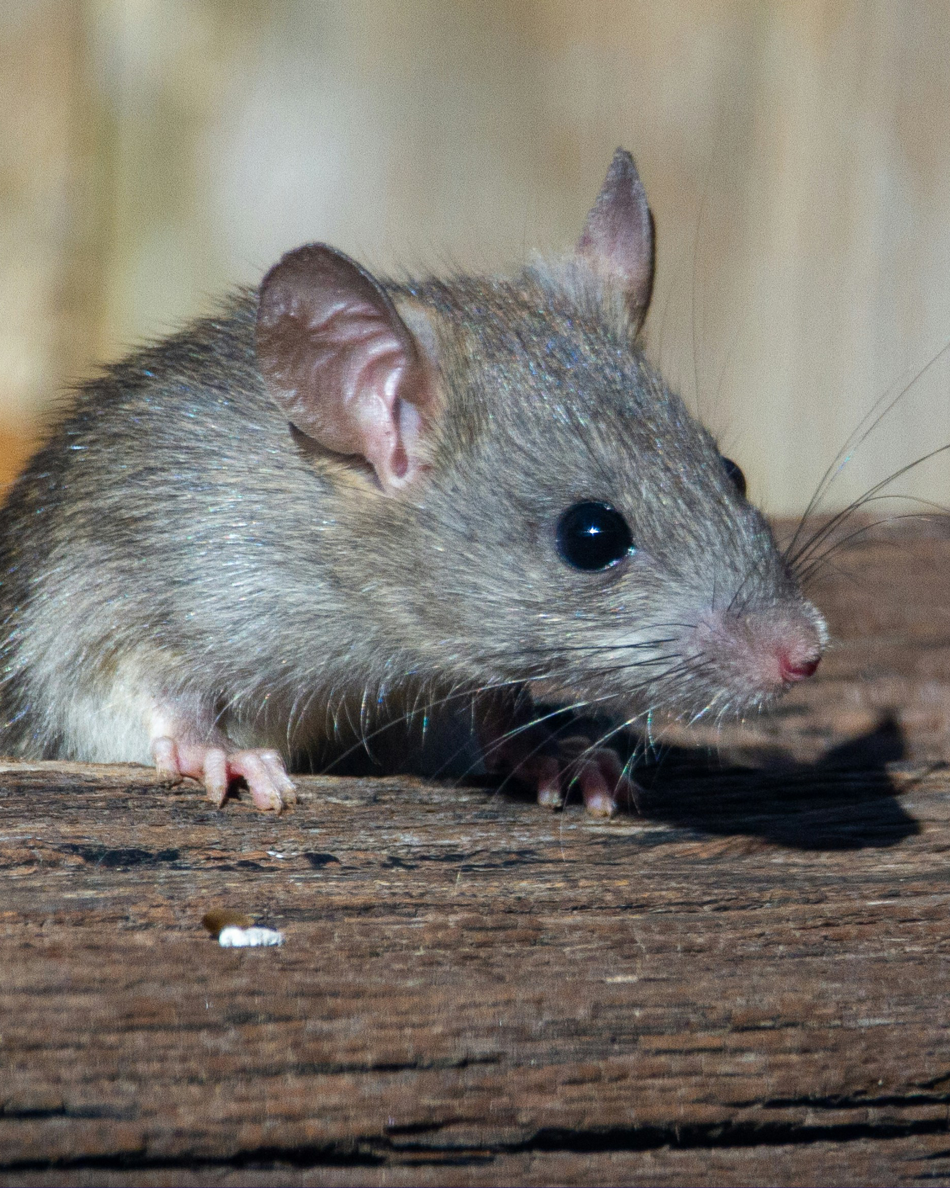 Mice in wood